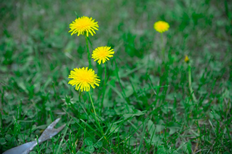Crabgrass Removal in Rockwall, TX