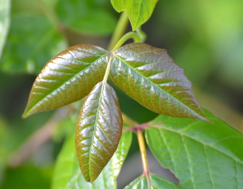 Poison Ivy Removal in Bucks County, PA