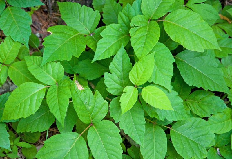 Poison Oak Removal in Burlington County, NJ