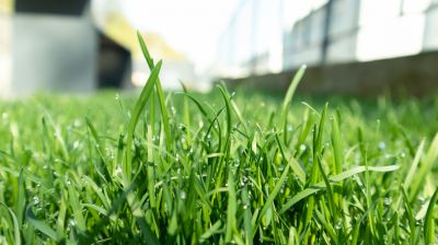 Yard Fertilizing Service in Honolulu, HI
